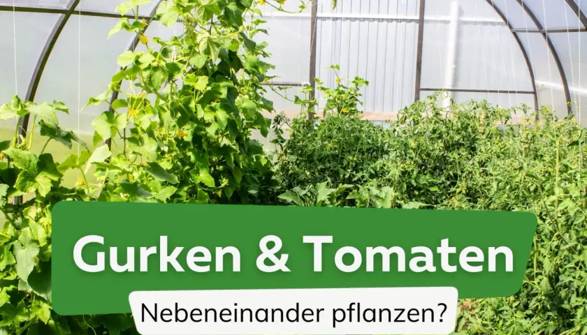 Grünes Gewächshaus mit üppigen **Tomaten und Gurken**, die nebeneinander wachsen.