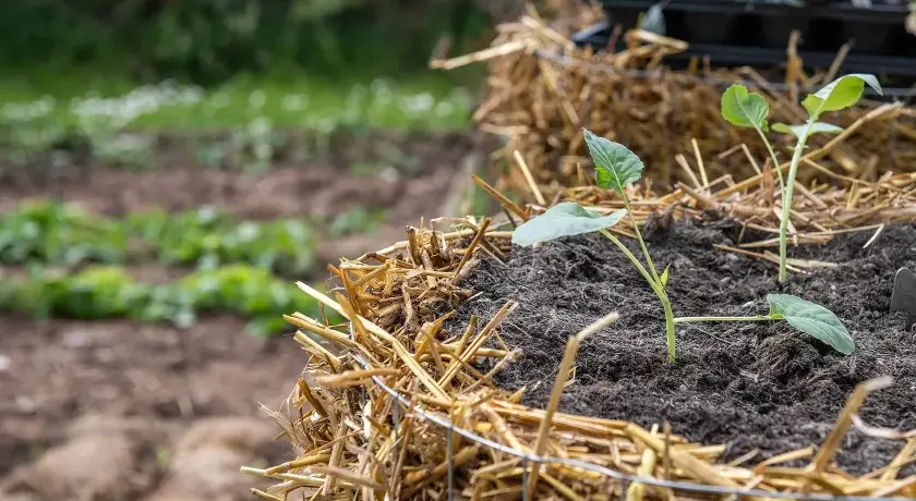 Kleine Setzlinge wachsen in einem Strohballen-Hochbeet, ideal, um einen Kartoffelturm selber bauen. Eine kleine Handschaufel liegt bereit.