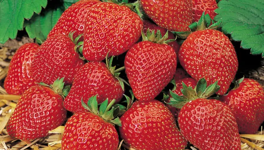 Reife, rote Erdbeeren liegen auf Stroh. Ein Bild, das Lust macht, Erdbeeren aus Samen zu ziehen und selbst diese süßen Früchte zu ernten.
