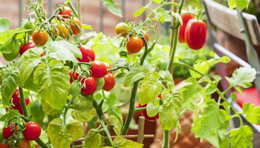 Reife und grüne Tomaten hängen an einem Strauch, der in guter Tomaten Erde wächst.