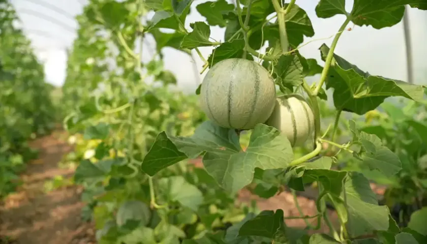 Junge Honigmelone Pflanze mit zwei Früchten, die an einem grünen Ranken wachsen. Im Hintergrund eine Reihe von Pflanzen in einem Gewächshaus.