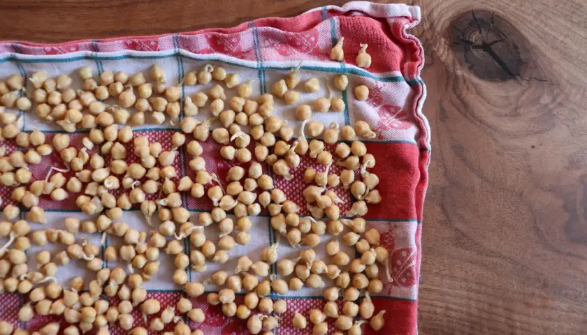 Kichererbsen keimen auf einem karierten Tuch. Kleine Keimlinge sprießen aus den hellbraunen Hülsenfrüchten, bereit für die nächste Mahlzeit.