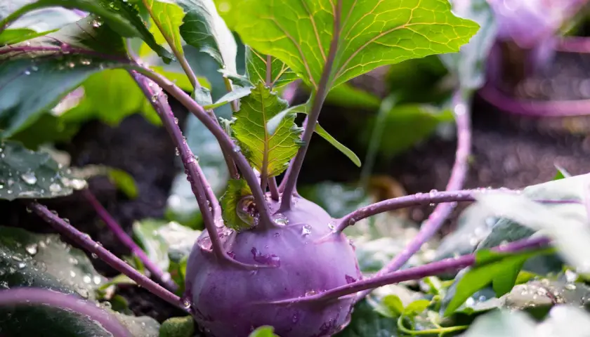 Ein lila Kohlrabi mit grünen Blättern und Wassertropfen. Der richtige Kohlrabi Abstand sorgt für gesundes Wachstum.
