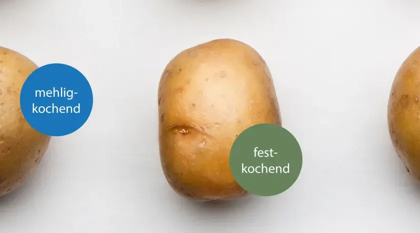 Drei Kartoffeln mit Beschriftungen: mehligkochend, festkochend, vorwiegend festkochend. Ein Steckbrief für die Kartoffel.