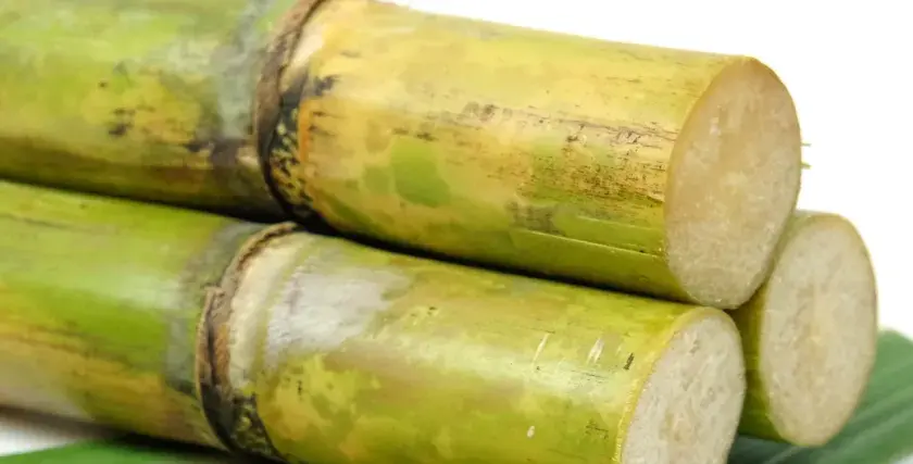 Stapel von grünen Zuckerrohrstangen, die zeigen, was ist rohrzucker: die Quelle für süße Leckereien.