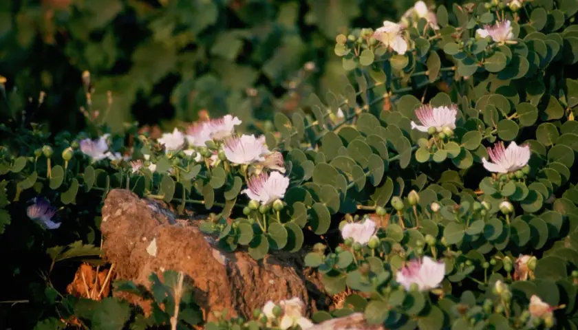 Kapern anbauen: zarte Blüten und grüne Knospen auf einem Felsen.