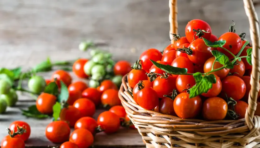 Korb voller reifer, saftiger honigtomaten, bereit zum Ernten. Grüne Tomaten im Hintergrund.