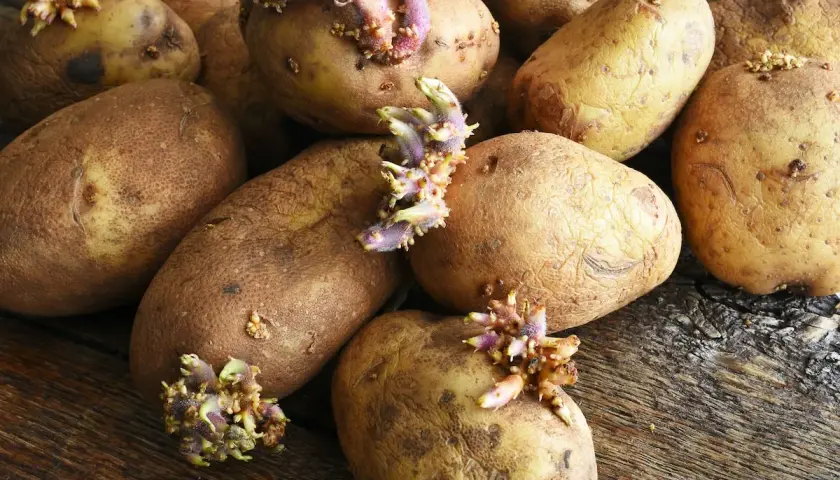 Keimende Kartoffeln auf Holz. Bis wann kann man Kartoffeln pflanzen? Frühling ist die beste Zeit, um diese Knollen in die Erde zu bringen.
