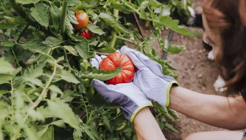 Hände in Gartenhandschuhen ernten eine reife Tomate. Die Frage "wann kann man Tomaten pflanzen" wird durch die Ernte beantwortet: im Sommer!