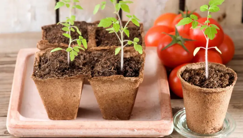 Kleine, grüne Tomatenpflanzen in Torftöpfen, bereit zum Auspflanzen. Im Hintergrund reife Tomaten.