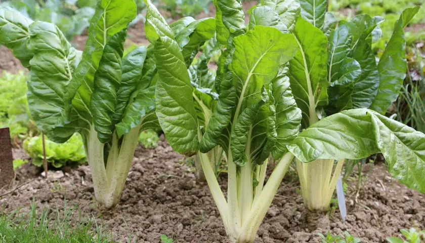 Frisch im Garten: Üppige mangold pflanzen mit großen, grünen Blättern und hellen Stielen wachsen im Beet.