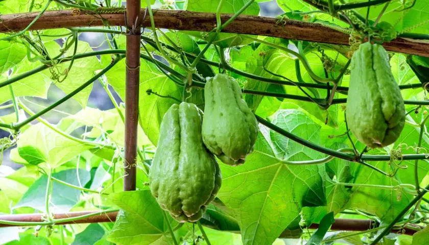 Grüne Chayote-Früchte hängen an einer Ranke. So einfach ist es, Chayote anzubauen und frische Früchte zu ernten.