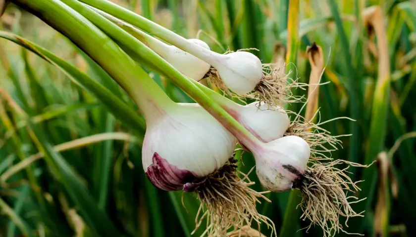 Frisch geernteter Knoblauch mit Wurzeln und grünen Stielen, bereit zum Trocknen. Das Ergebnis des erfolgreichen Knoblauch pflanzen.
