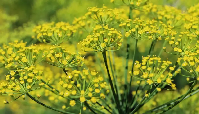 Nahaufnahme von gelben Doldenblüten, die zeigen, wie man Fenchel anbauen kann.