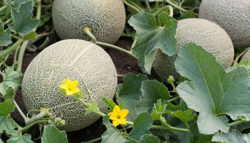 Reife Cantaloupe-Melonen wachsen auf dem Feld, umgeben von grünen Blättern und kleinen gelben Blüten.