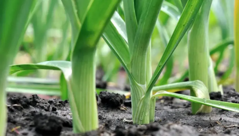 Grüner Lauch wächst dicht gedrängt in einem Hochbeet. Die langen, schlanken Stiele ragen aus dunkler Erde.