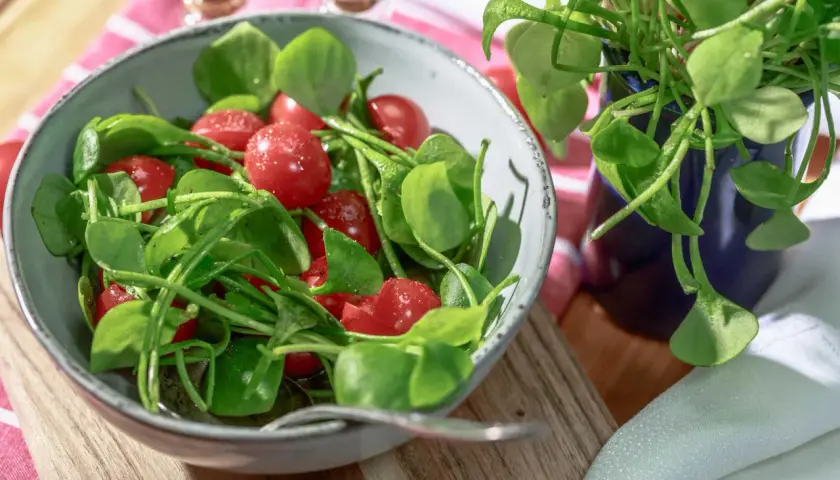 Frischer Postelein-Salat mit Kirschtomaten in einer Schüssel, bereit zum Genießen.