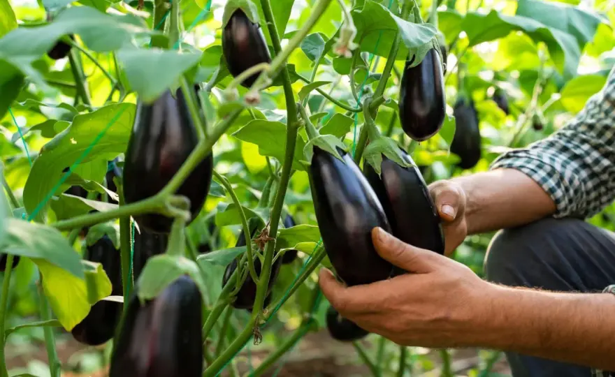 Auberginen anbauen - So gelingt die Ernte in Deutschland!