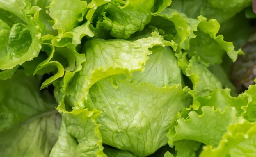 Eisbergsalat anbauen – So gelingt der knackige Sommersalat!