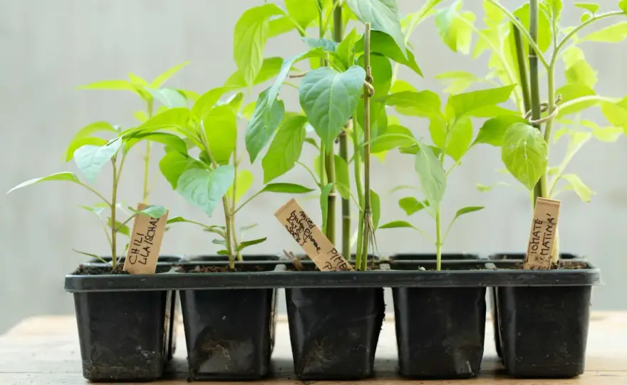Paprika Pflanzabstand - So erntest du wirklich mehr!