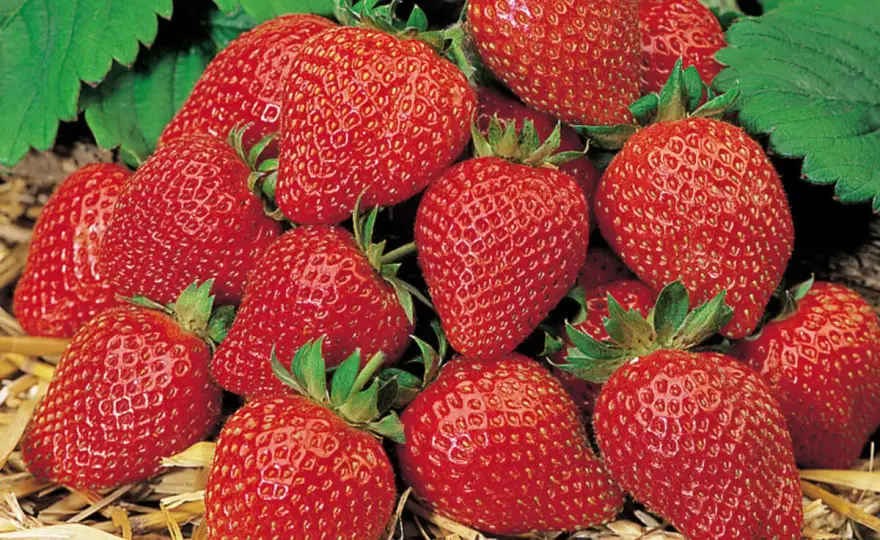 Erdbeeren aus Samen ziehen - So gelingt die Anzucht wirklich!