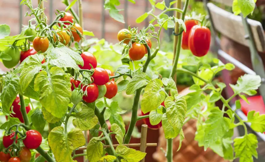 Tomatenerde - Welche Erde für Tomaten im Beet & Kübel?