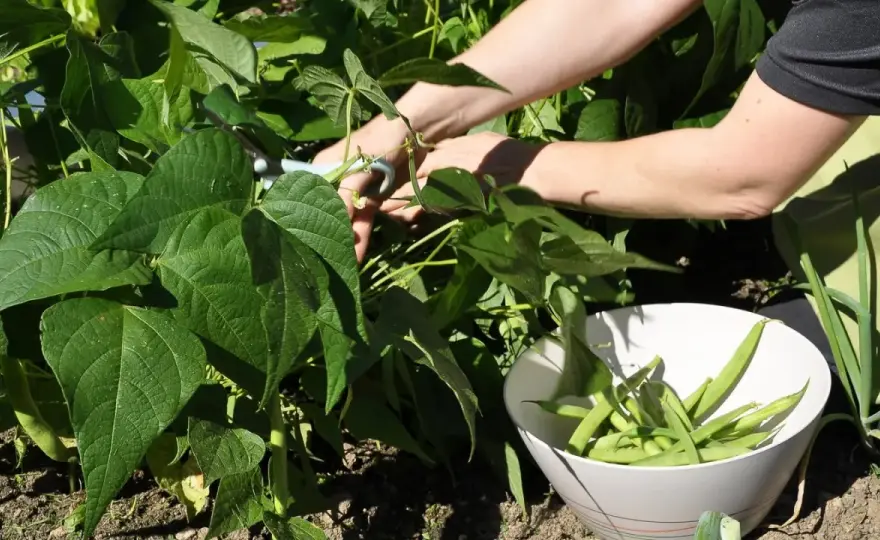 Buschbohnen im Hochbeet - So gelingt die Top-Ernte!