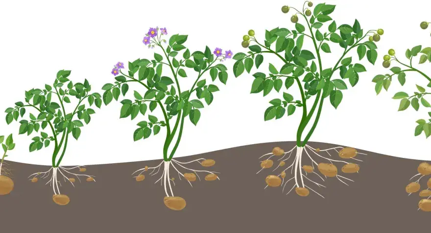 Kartoffeln pflanzen - Wann ist der beste Zeitpunkt wirklich?