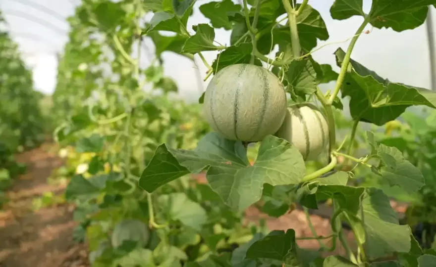 Honigmelonen anbauen - So gelingt die Ernte in Deutschland