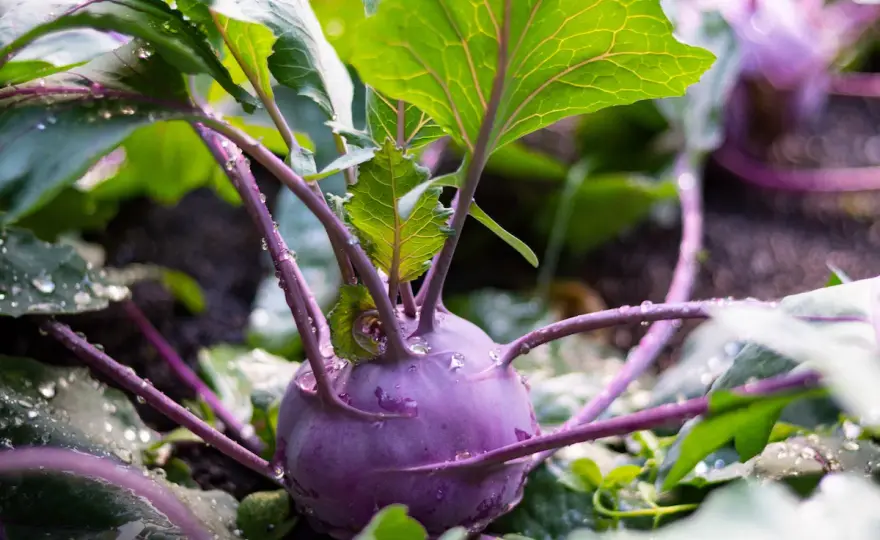 Kohlrabi Pflanzabstand - So erntest du größere Knollen