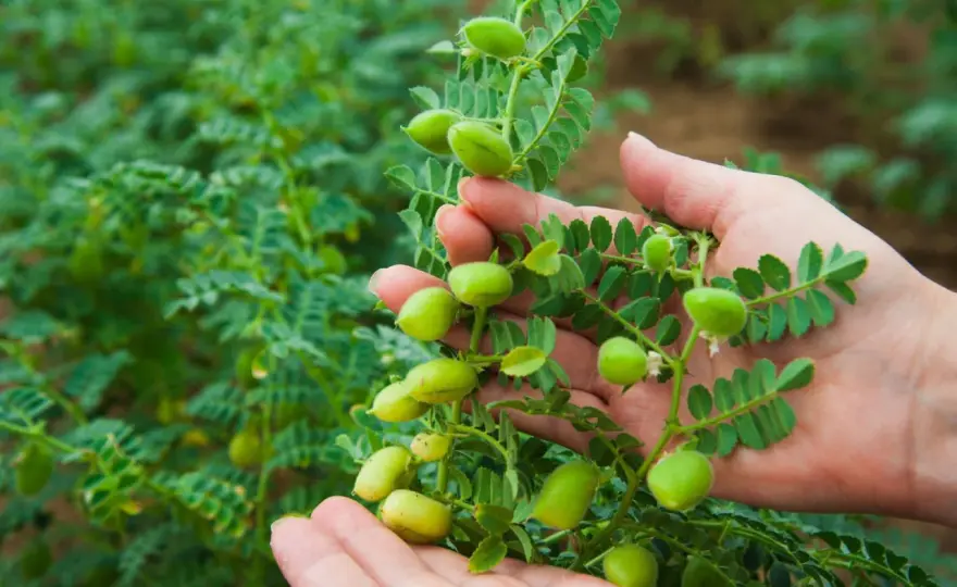 Kichererbsen anbauen in Deutschland - So gelingt die Ernte!