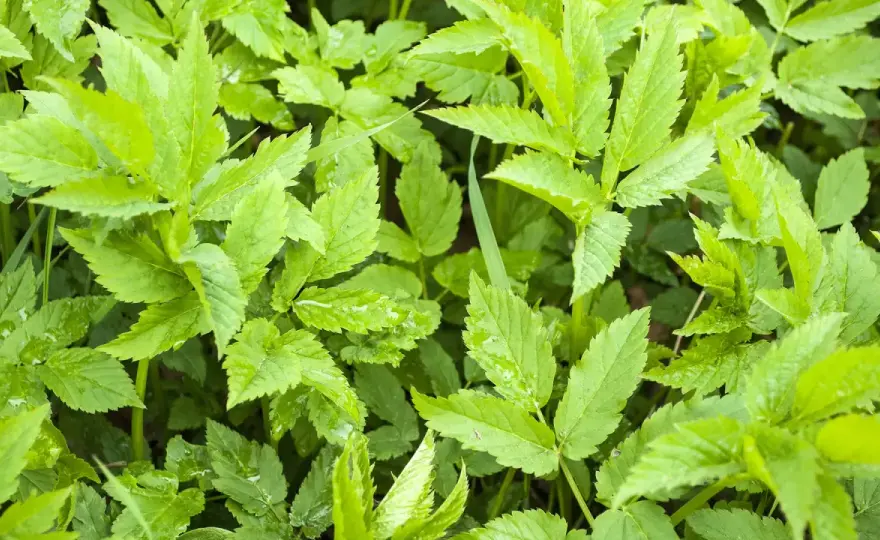 Giersch essen - Erkennen, ernten & zubereiten als Wildgemüse