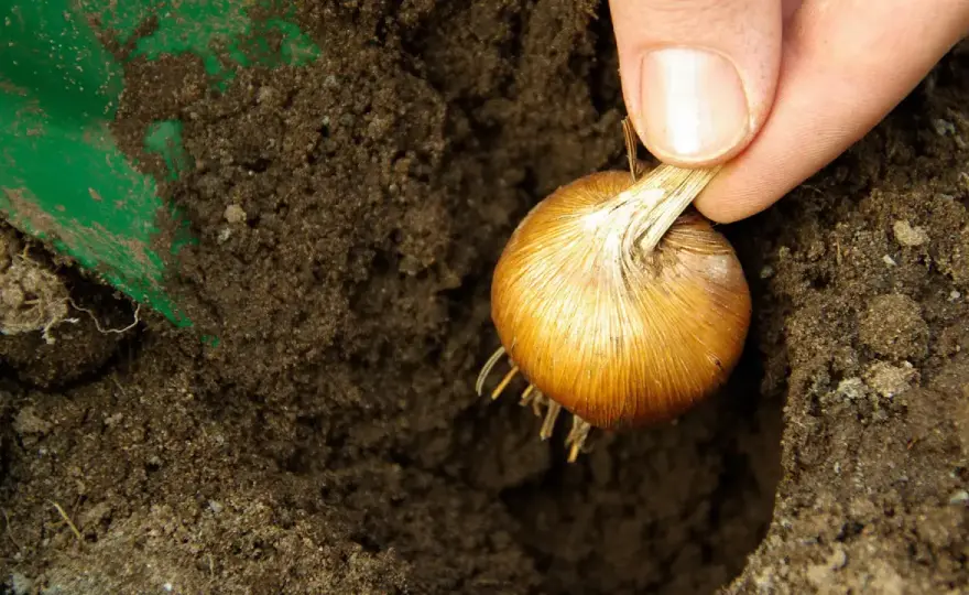 Zwiebeln setzen - So gelingt die perfekte Ernte im Garten!