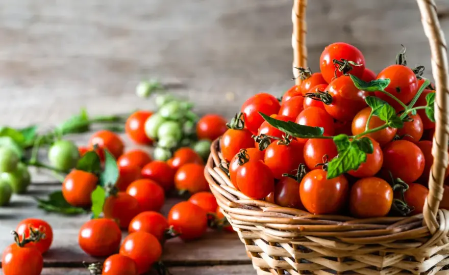 Honigtomaten pflanzen - Süße Ernte leicht gemacht!