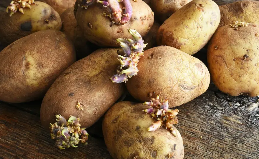 Kartoffeln spät pflanzen - So gelingt die Ernte trotzdem!