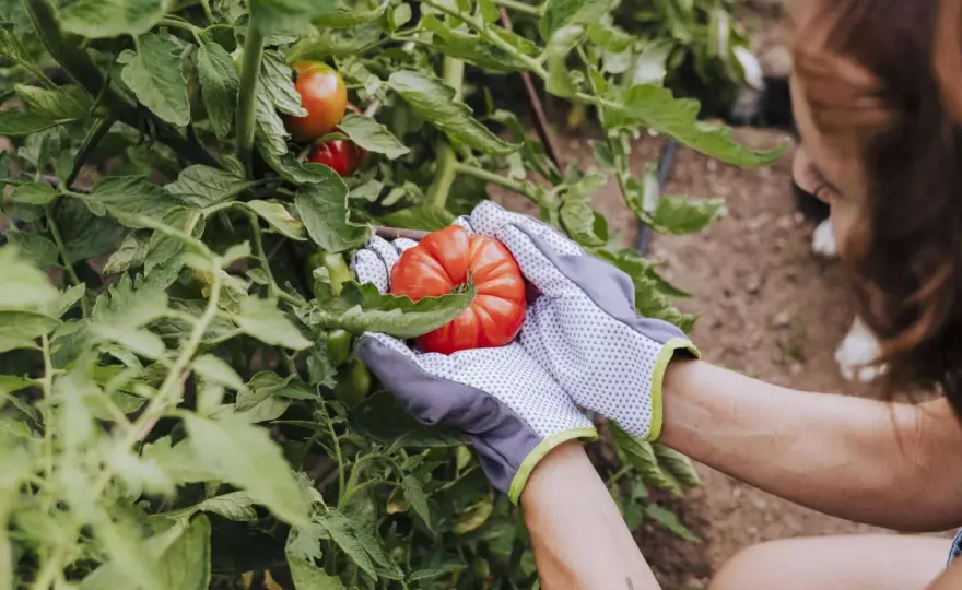 Tomaten pflanzen - Der beste Zeitpunkt für reiche Ernte