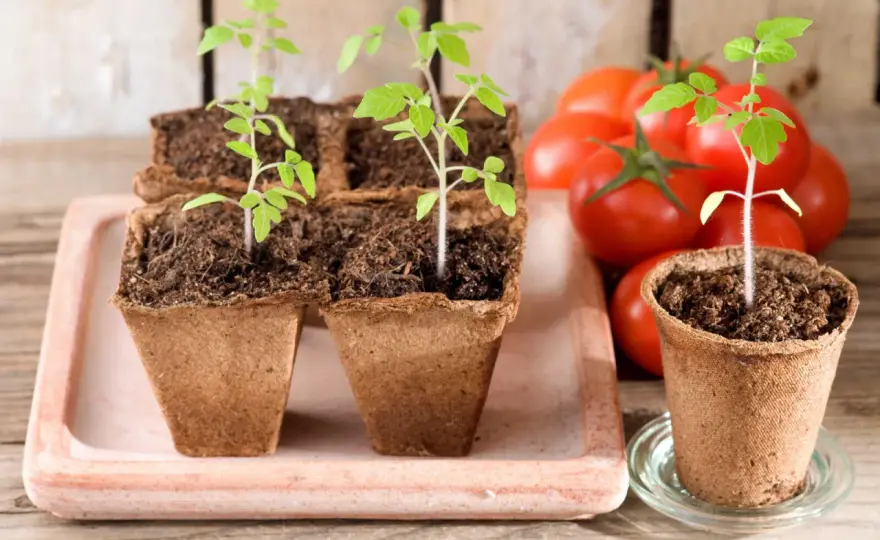 Tomatenpflanzen ziehen - So gelingt der perfekte Start