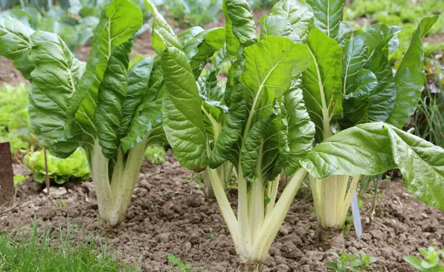 Mangold pflanzen - So gelingt der Anbau im Garten!