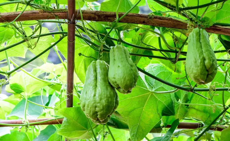 Chayote anbauen in Deutschland - Geht das wirklich?