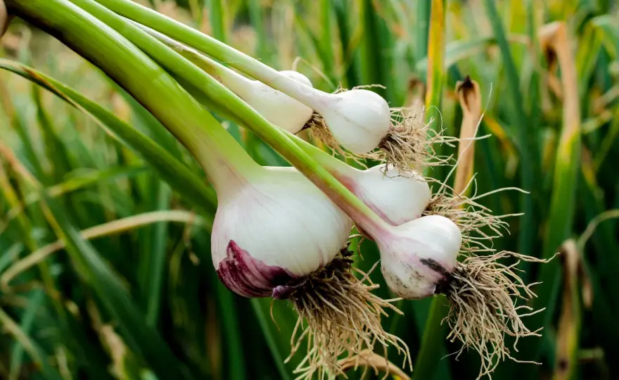 Knoblauch pflanzen - So klappt die reiche Ernte wirklich!