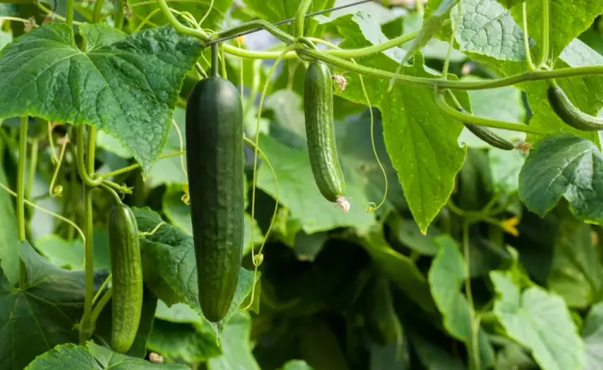 Gurken pflanzen - Der perfekte Abstand für reiche Ernte