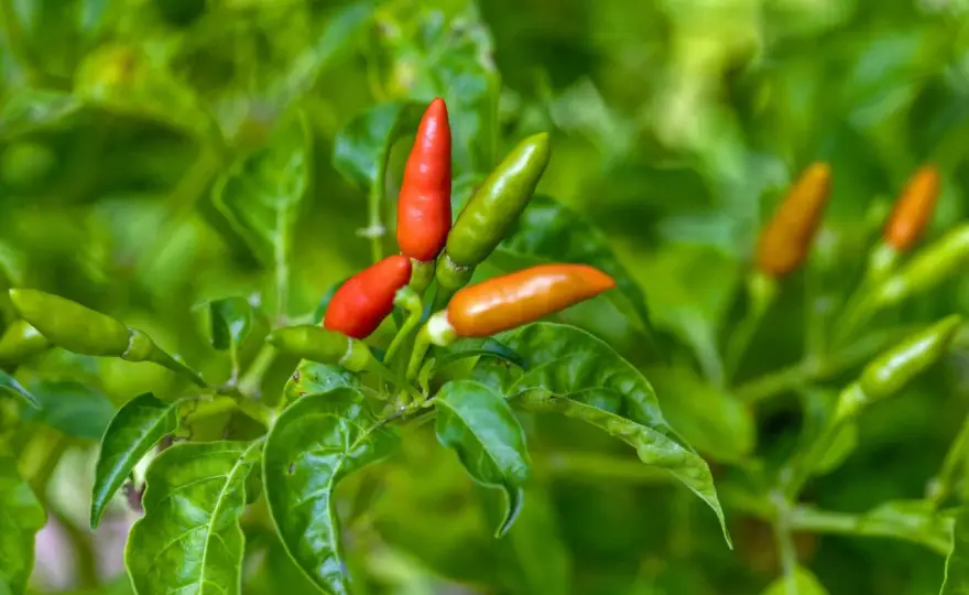 Peperoni pflanzen - So gelingt die Ernte garantiert!