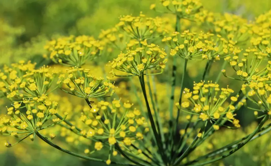Fenchel anbauen - So gelingt die perfekte Ernte im Garten!