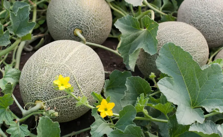 Wo wachsen Melonen? Dein Guide für süße Ernte in Deutschland