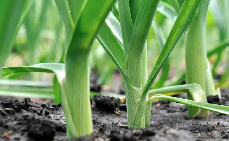 Lauch im Hochbeet - So gelingt die perfekte Ernte
