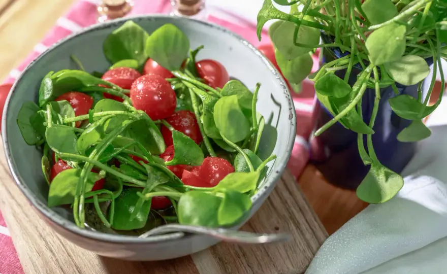 Postelein-Salat: So gelingt der perfekte Wintersalat – Tipps & Rezepte