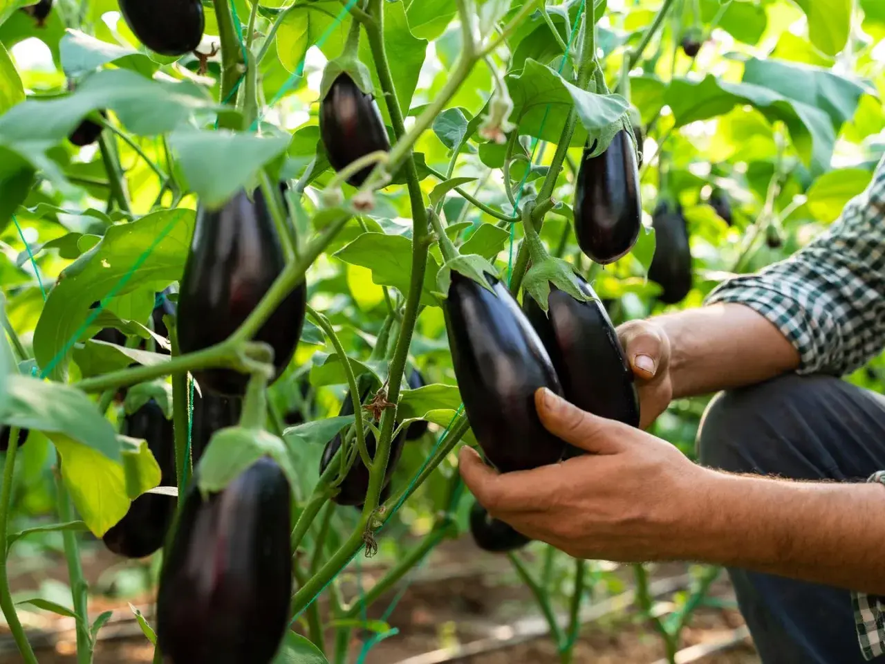 Hände prüfen reife Auberginen an der Pflanze. Die Erntezeit für das Aubergine pflanzen ist gekommen.