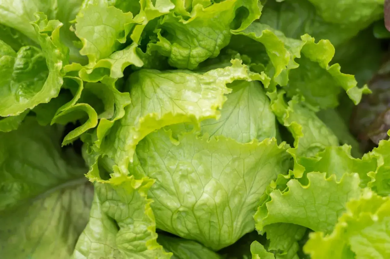 Nahaufnahme eines frisch gewachsenen Eisbergsalats. Die grünen, krausen Blätter sind perfekt für den Anbau von Salat.