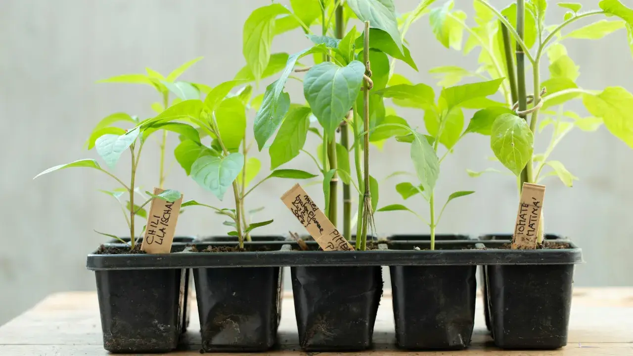 Junge Paprika-Pflanzen in Töpfen. Der richtige Abstand beim Paprika pflanzen ist wichtig für gesundes Wachstum.