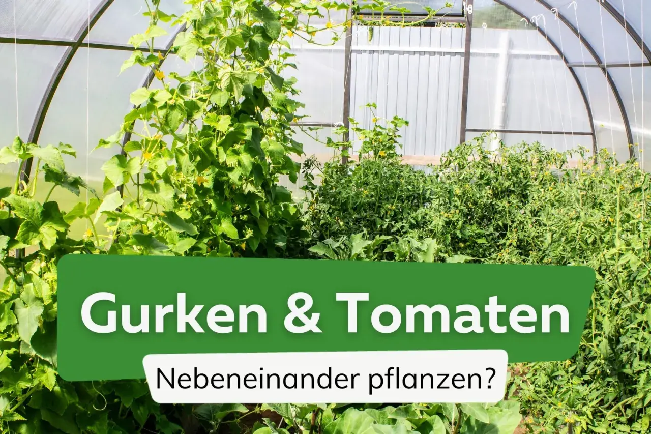 Grünes Gewächshaus mit üppigen **Tomaten und Gurken**, die nebeneinander wachsen.